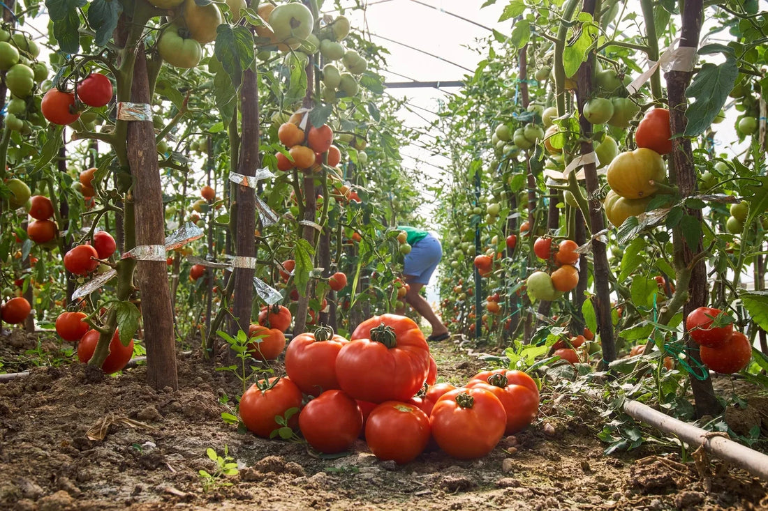 How to Design a Year-Round Growing Plan With Your Greenhouse
