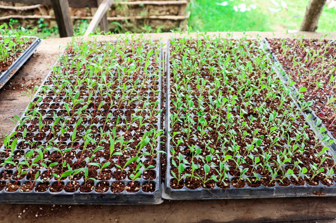 Spring Kickoff Checklist for Greenhouse Growers
