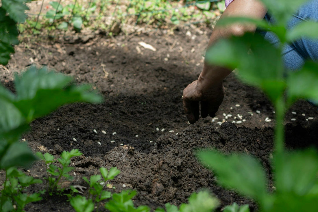 What to Sow early.