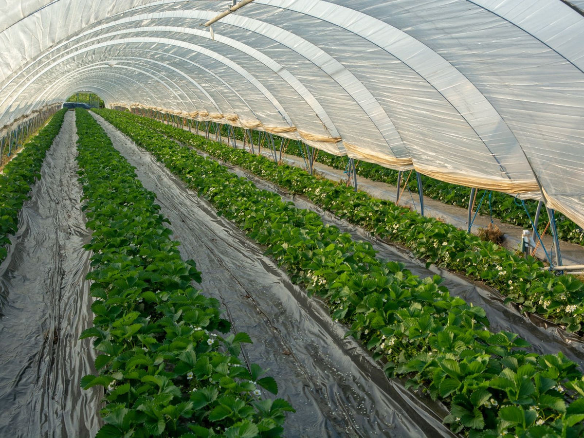 Rows of green strawberry plants growing in a long greenhouse under a translucent arched cover.