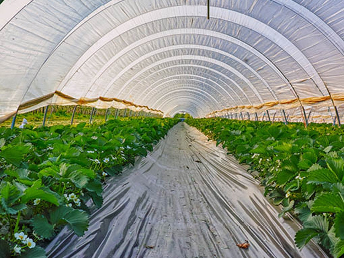 A greenhouse tunnel with rows of green strawberry plants on both sides and a gray plastic floor covering, viewed from a central aisle looking toward the horizon.