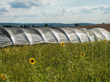 A wide outdoor farm landscape with a long greenhouse covered in reflective silver material, surrounded by green grass and scattered yellow sunflowers under a blue sky with clouds.