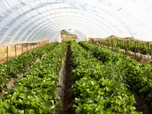Rows of green leafy plants growing inside a long greenhouse with a translucent arched roof and natural light filtering through.