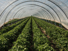Rows of green leafy crops growing inside a large arched greenhouse with translucent plastic covering and metal frame structure.