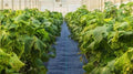 Weed Barrier Fabric