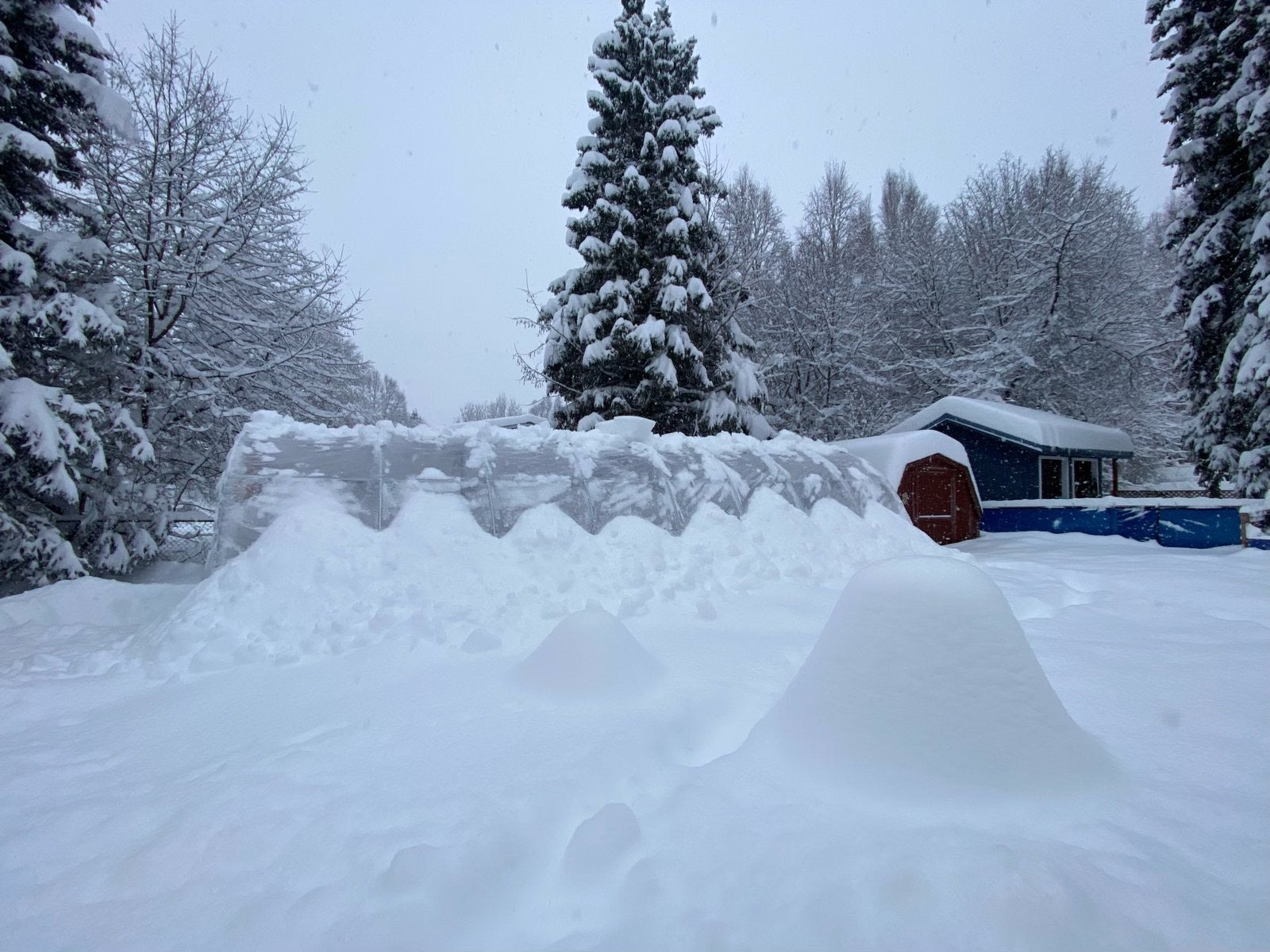 12 by 16 foot Quonset greenhouse covered by deep snow