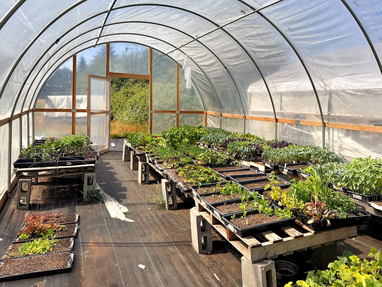 Interior of a 16 by 24 foot Quonset greenhouse with seedling tables