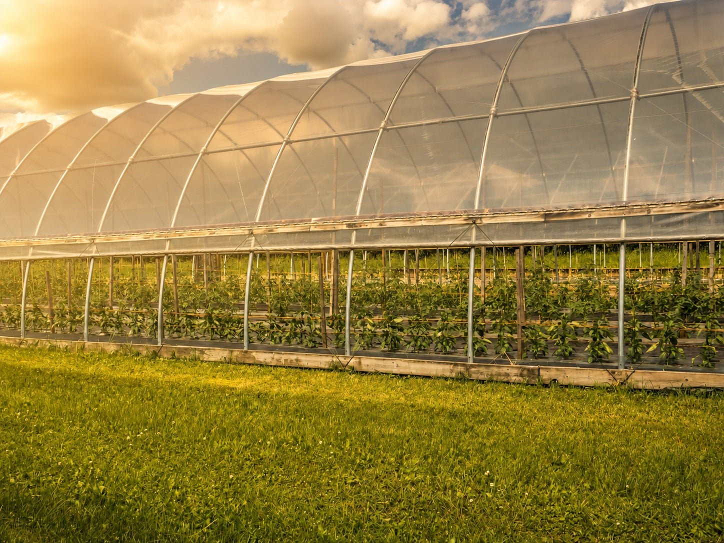 24 by 60 foot Quonset greenhouse with commercial crops