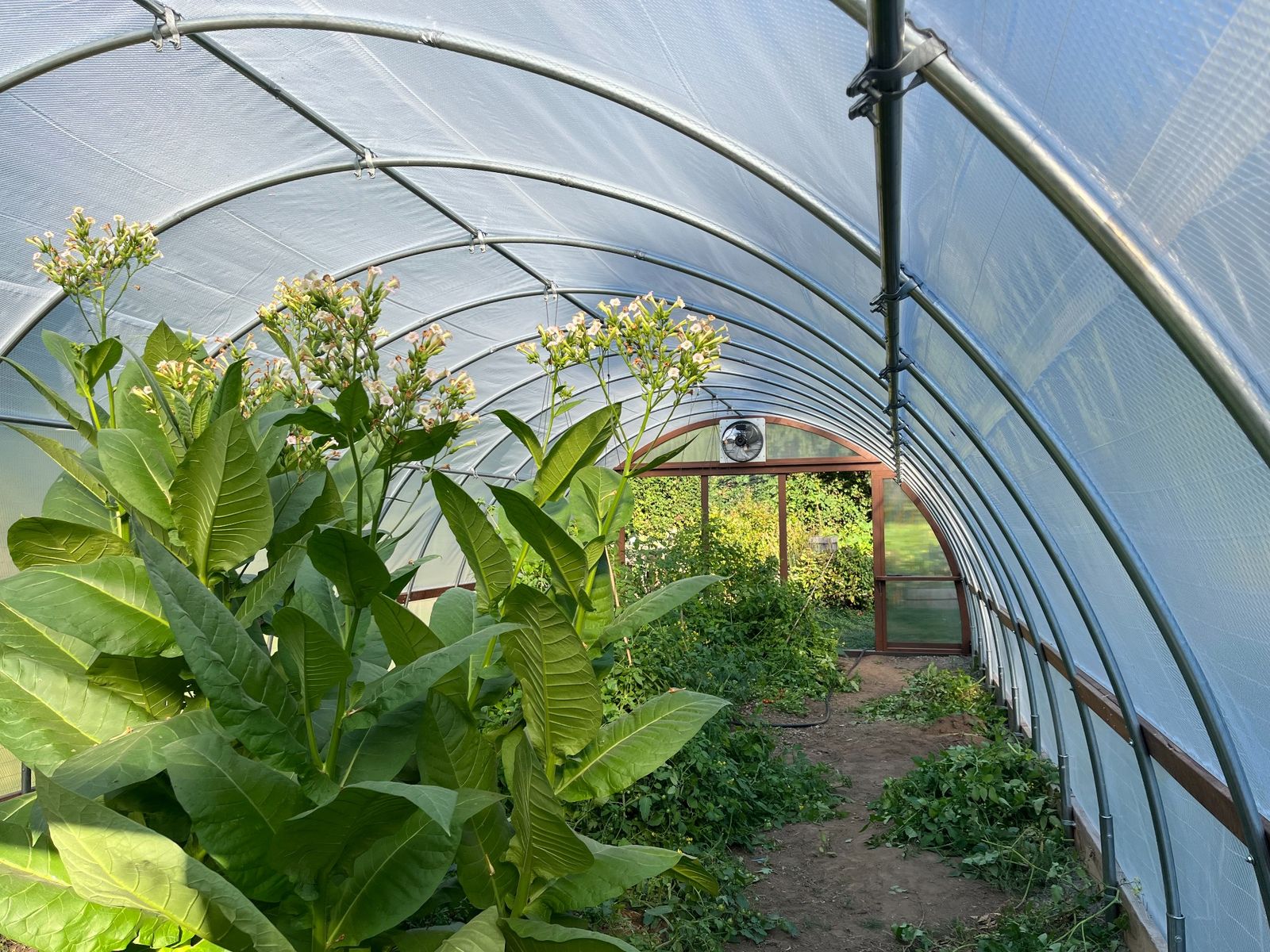 Interior of a Quonset greenhouse with mature plants